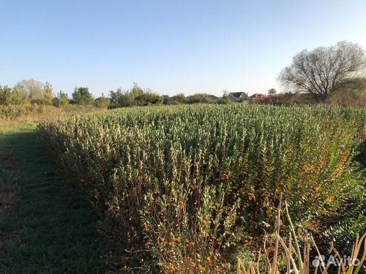 Кизильник блестящий