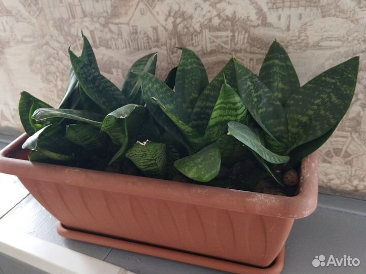 Сансевиерия