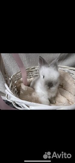 Декоративные кролики