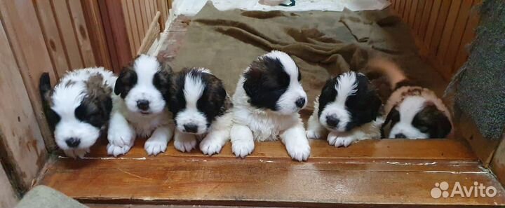 Продажа щенков московской сторожевой породы