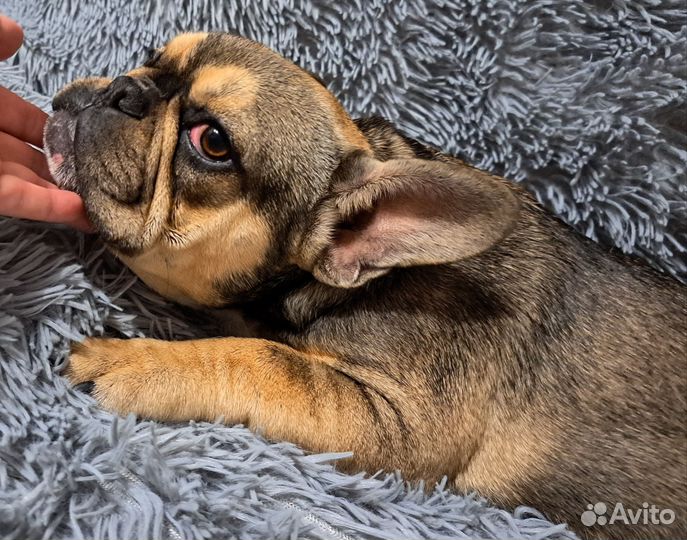 Французский бульдог щенки