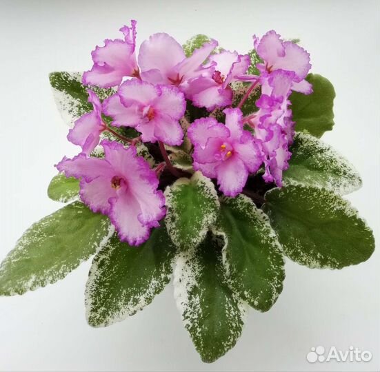 Фиалки (срезы)