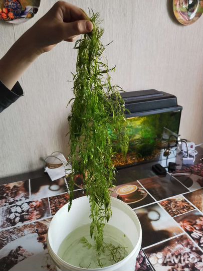 Роголистник для аквариума