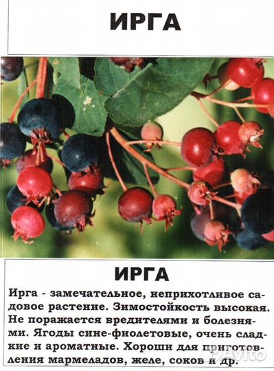 Ирга саженцы