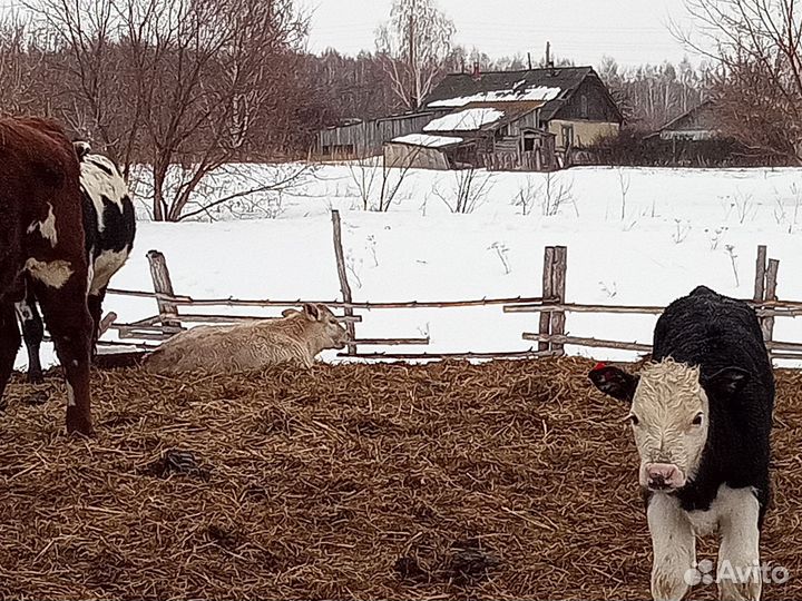 Коровы, телята, бык