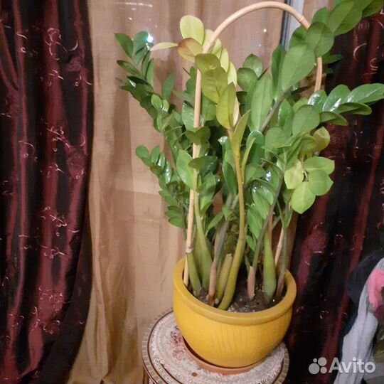 Цветок замиокулькас