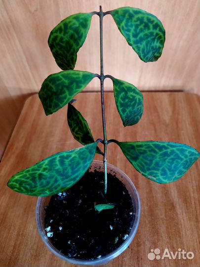 Сингониум. Эсхинантус. Крассула. Седум