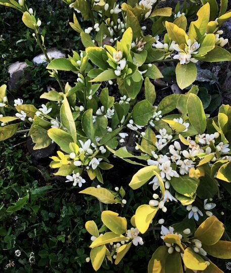 Участок 5 сот. (ИЖС)