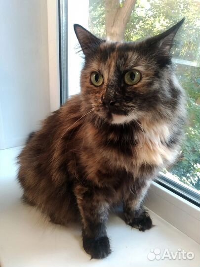 Кошечка Шуня