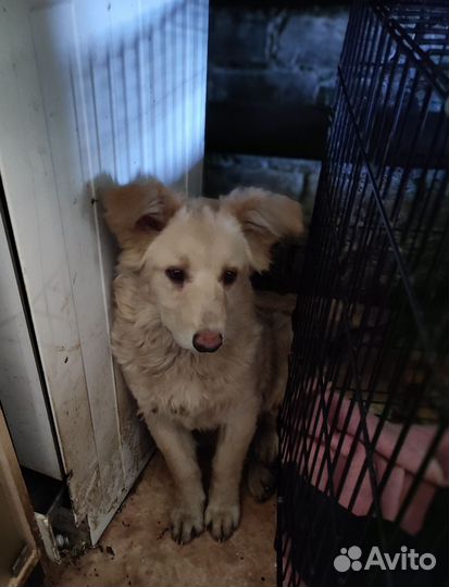 Щенок девочка бесплатно