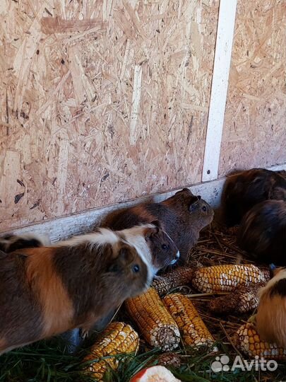 Морская свинка