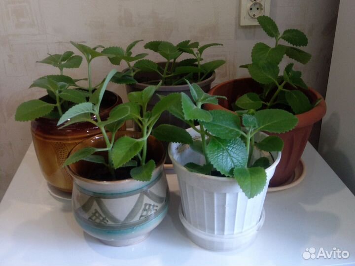 Комнатные растения цветы мята мелисса рассада