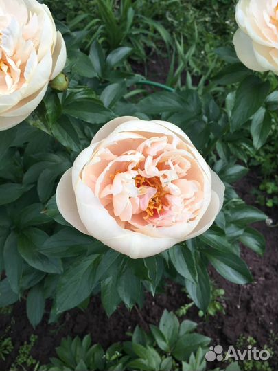 Пионы Пастелеганс и Лойс Чойс