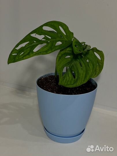 Монстера манки маск