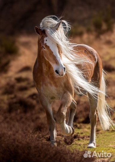 Предлагаю работу в животноводстве