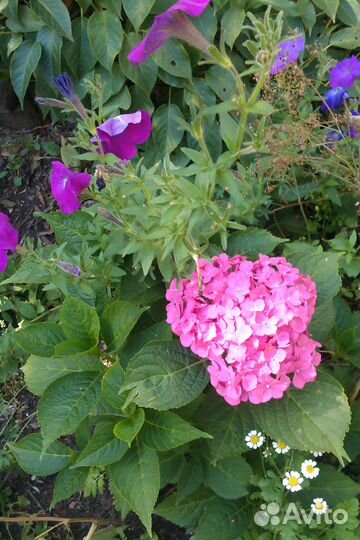 Саженцы гортензии