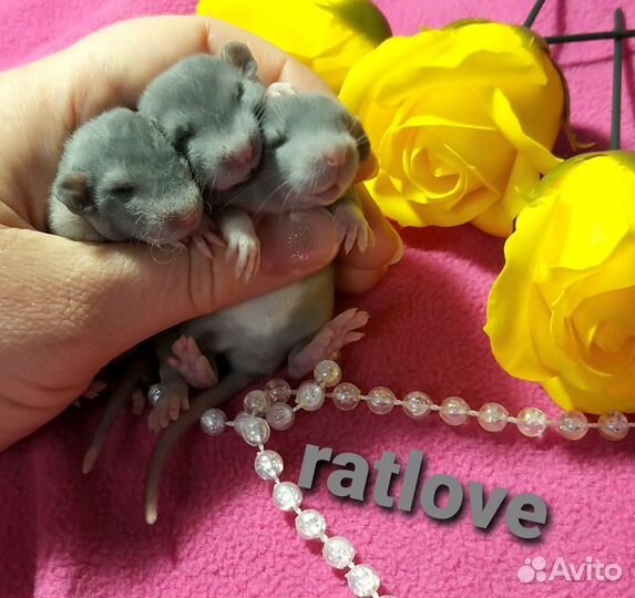 Голубые крысята дамбо