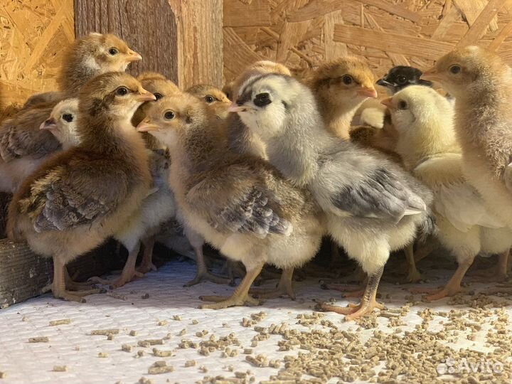 Цыплята породистые