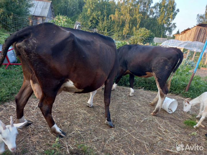Корова дойная