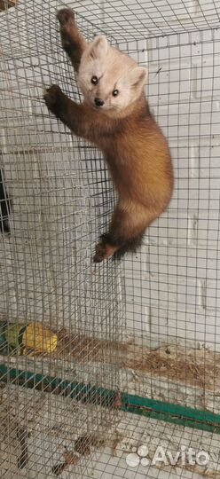 Шенки домашнего соболя и хоря