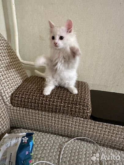Котенок