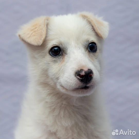 Белочка в дар