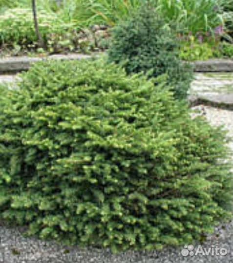 Ель Брабант(picea ab.) Brabant