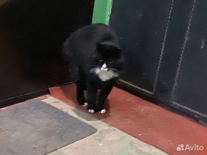 Кот или кошка