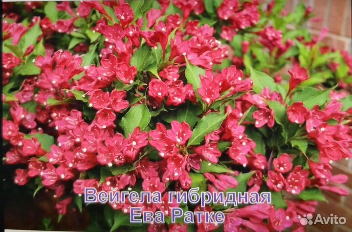 Растения для сада