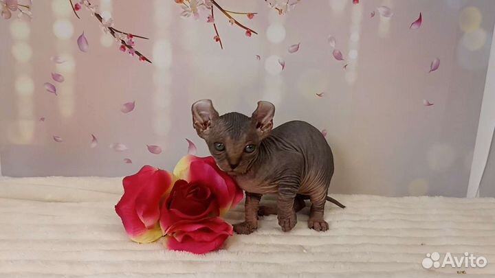 Канадский эльф