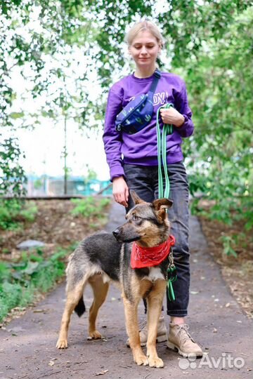 Нежный песик Брит для семьи