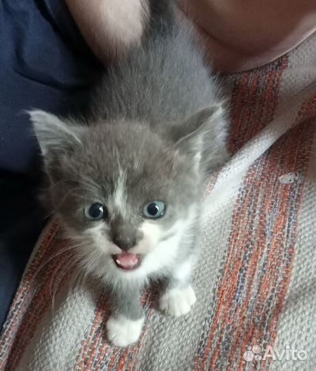 Котята маленькие коты и кошки отдам