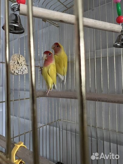 Попугай неразлучники с клеткой