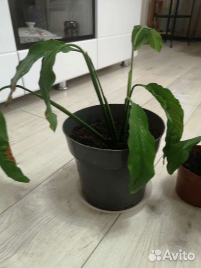 Спатифилум