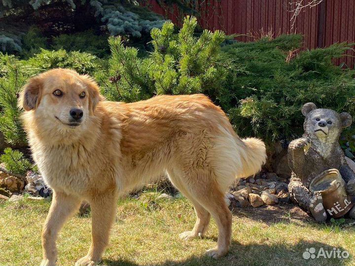 Ласковая спокойная собачка небольшая