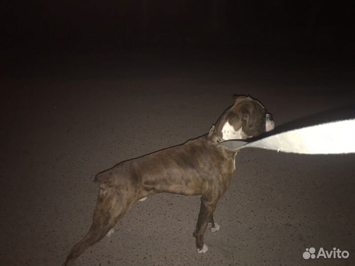 Боксер вязка