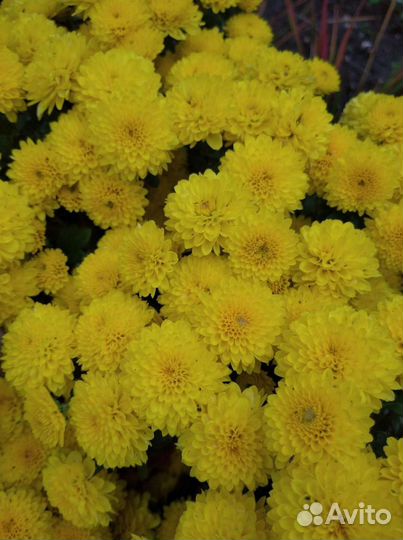 Хризантема шаровидная