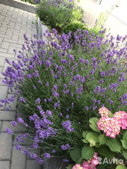 Лаванда, вейгела