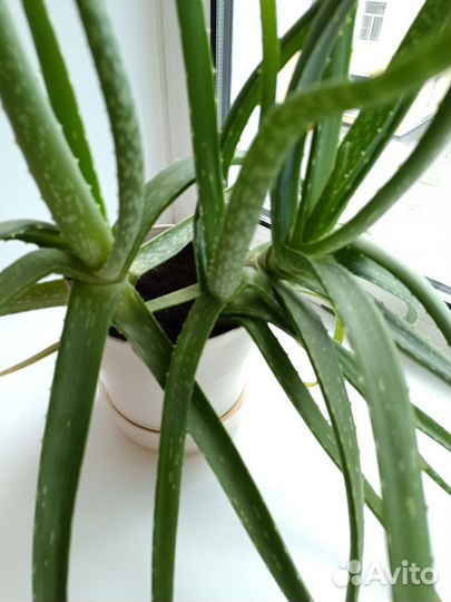 Комнатный цветок Алое вера