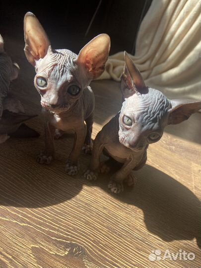 Лысые котята сфинкс