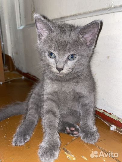 Отдам котят в добрые руки 2 мальчика