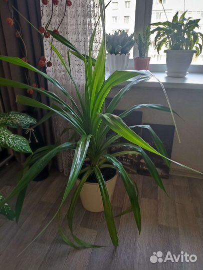 Панданус или винтовая пальма