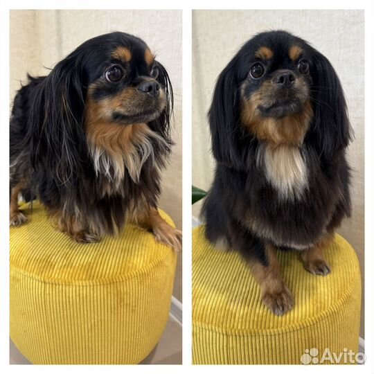 Груминг, стрижка собак