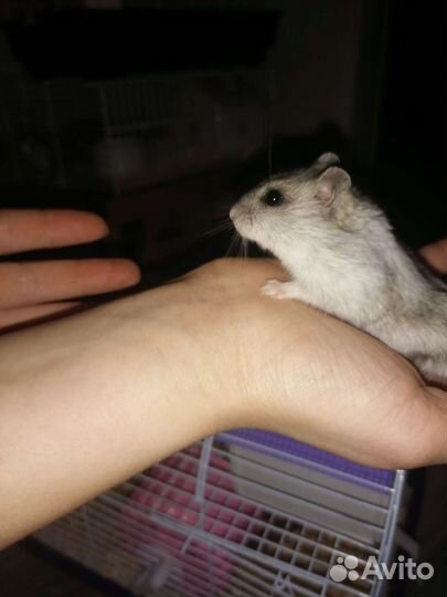 Джунгарский хомяк