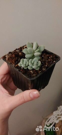 Суккулент пахиверия