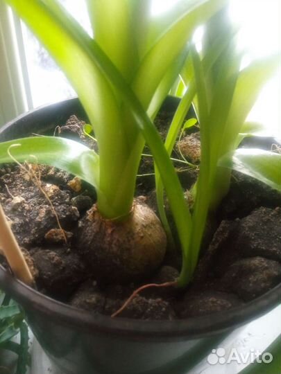 Индийский лук