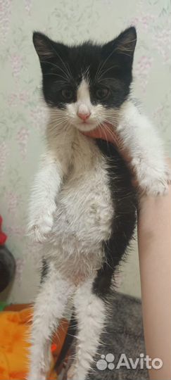 Маленький котенок ищет свой дом