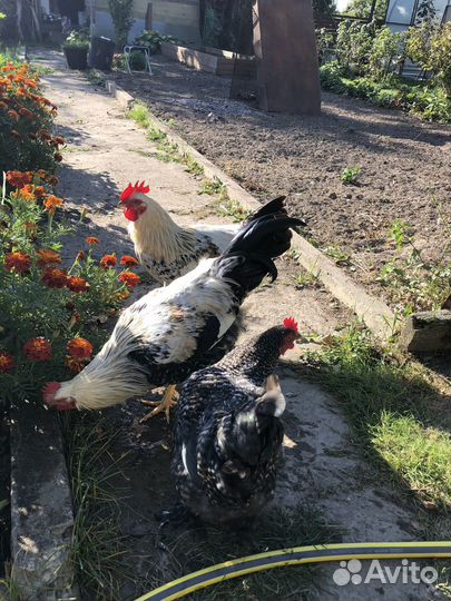Молодые петухи