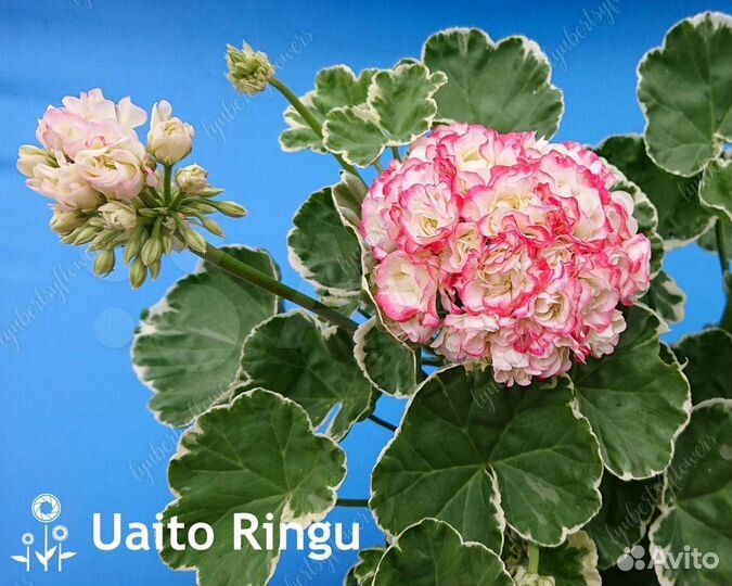 Пеларгония 