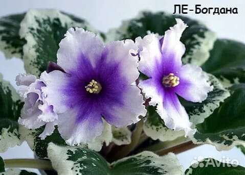 Стартеры сортовых фиалок часть первая